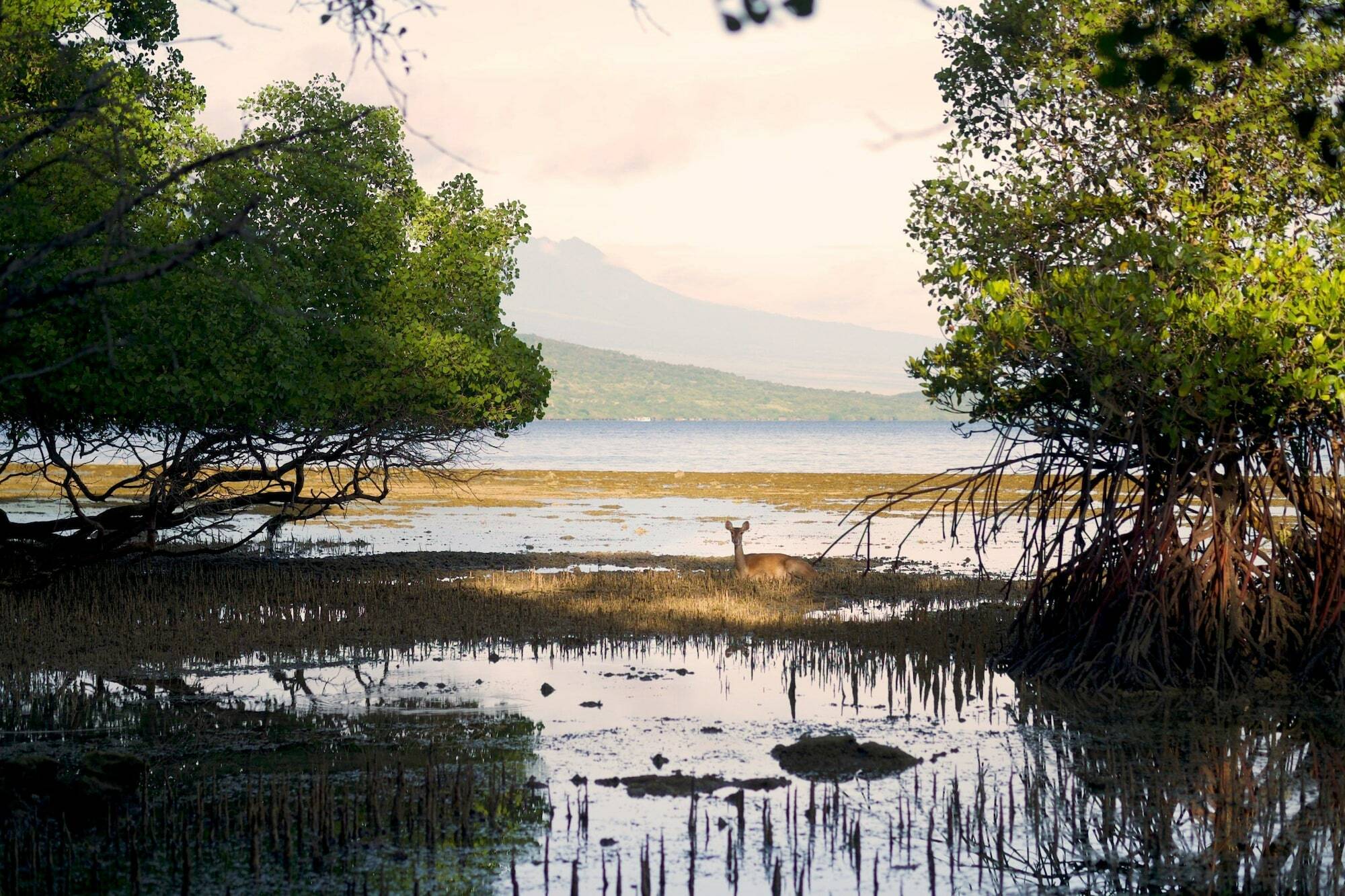 Menjangan Ecolodge - Chse Certified Banyuwedang Екстер'єр фото